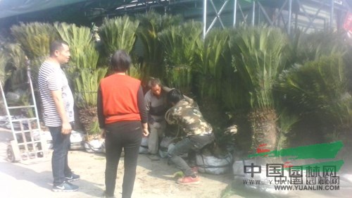 杭州蕭山花市不溫不火 盆栽花卉競相爭艷 